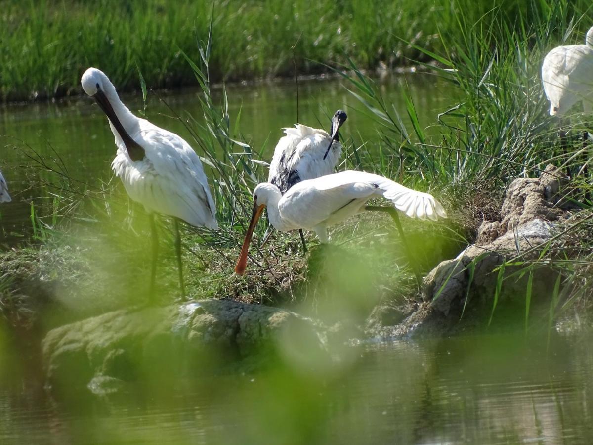 Agriturismo Venice Photobirding Tessera Dış mekan fotoğraf